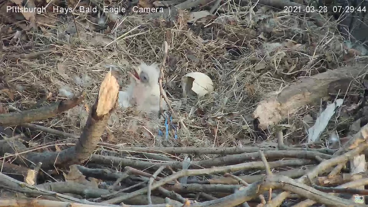 PixCams's tweet photo. Welcome to the world H13! The little eaglet has fully emerged from its shell and is ready to take on the world! Congrats to Mom and Dad and all of our faithful viewers! 

Come join us! 
https://t.co/EGeDv3oskI

#hatchwatch #hatchling #baldeagle #haysbaldeagles #pixcams https://t.co/TyY8CO8Fqv
