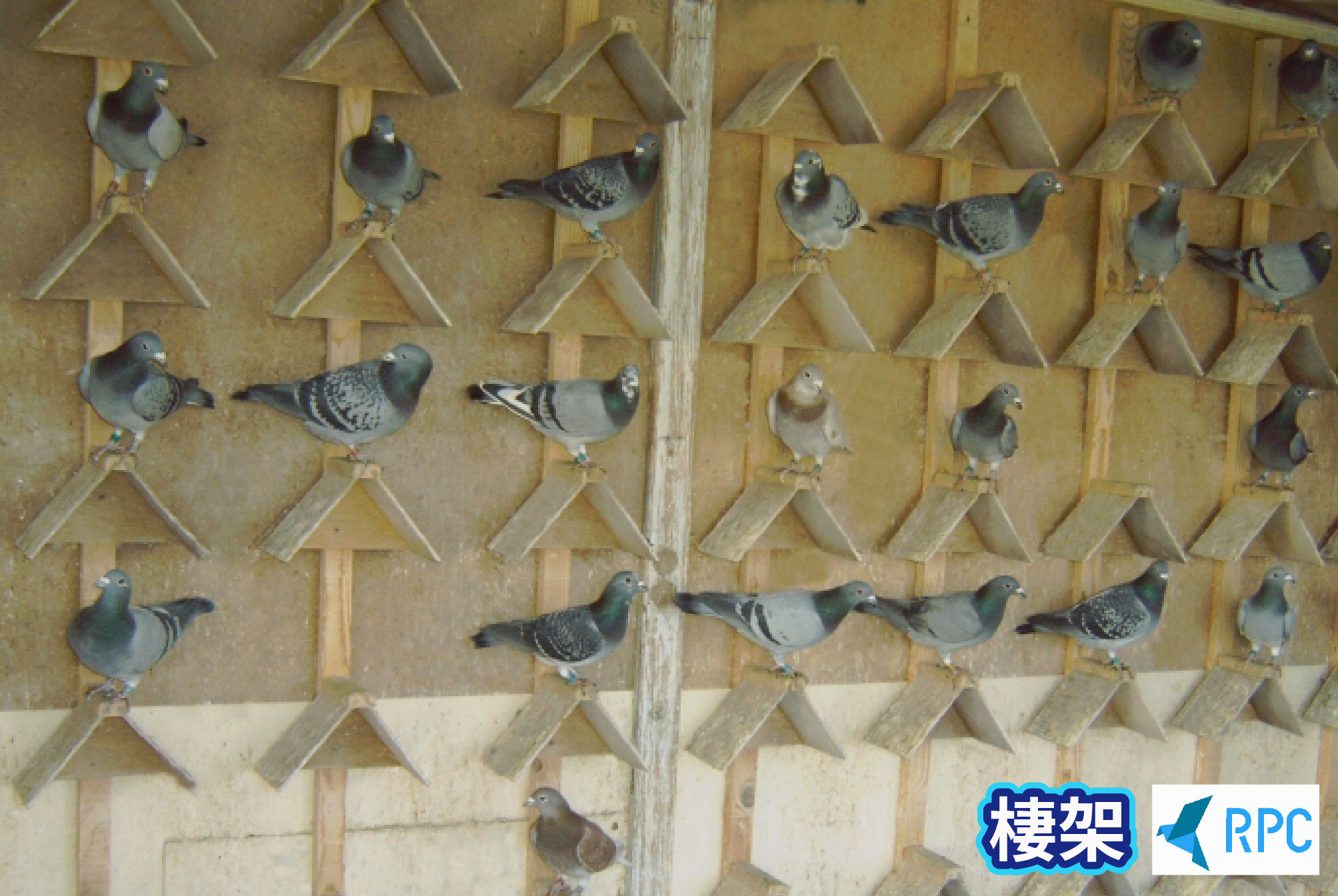 Racing Pigeon Chain on X