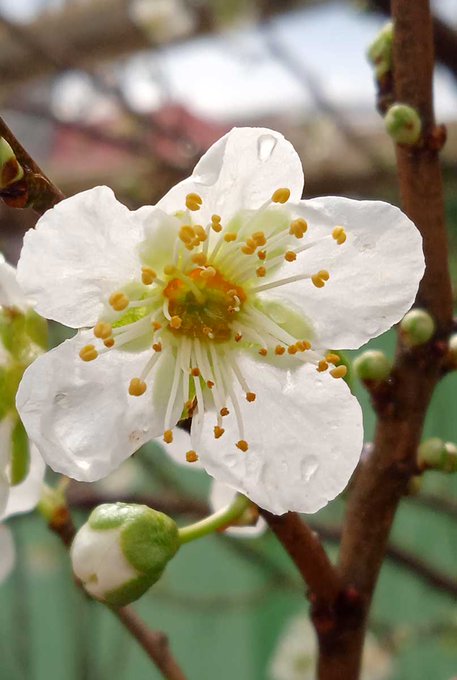 The fruit trees are already in bloom 🌼🌺 https://t.co/KFhMdfPHMI