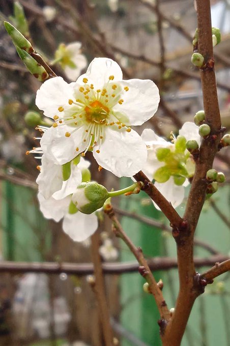 The fruit trees are already in bloom 🌼🌺 https://t.co/KFhMdfPHMI
