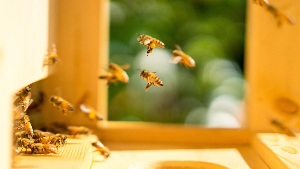 ☀️ The #springvisit is essential. 
It is at this time that the #beekeeper prepares the next #harvest and also ensures its quality. Why and how ? ➤ bit.ly/30IaxFU