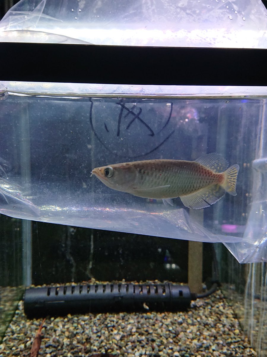 かねだい我孫子店 ノーザンバラムンディ ショートボディ 入荷しました ノーザンバラムンディ