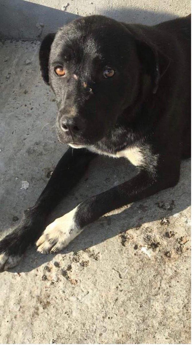 BeckyMorrish13's tweet photo. Insurance sorted not long now until this gorgeous boy is mine. Thank you #ThePackproject I just know he is going to bring such love and happiness. https://t.co/8LWTRwNfoE