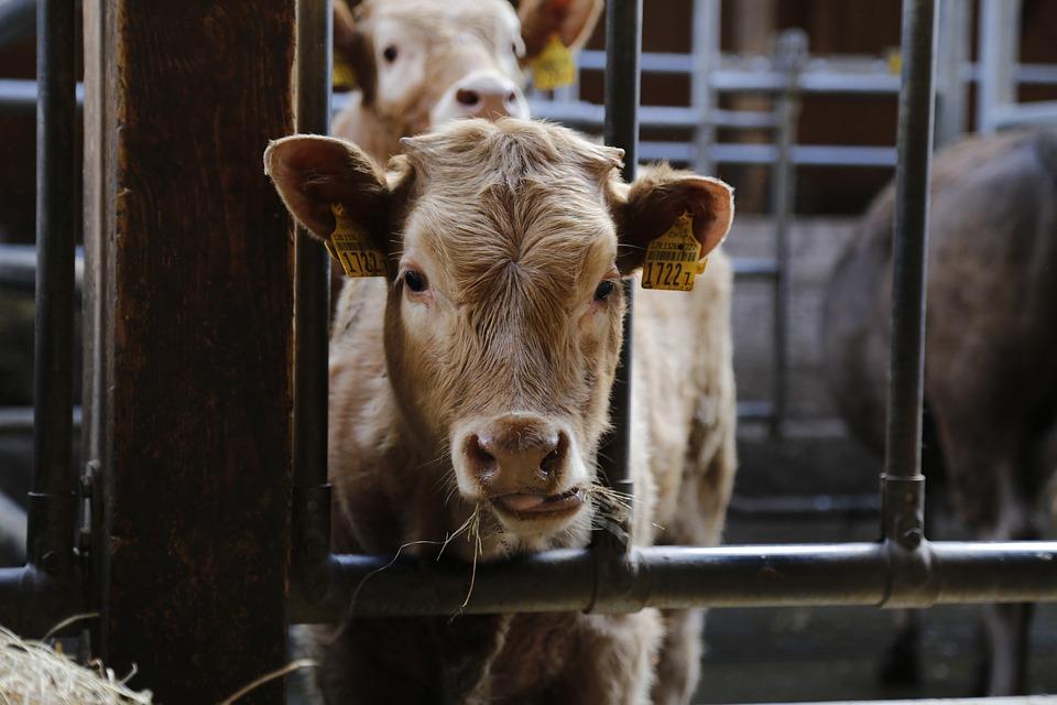 ElancoLivestock's tweet photo. #Coccidiosis, cryptosporidium, rotavirus, coronavirus or salmonella can all cause diarrhoea in beef calves. If youβre seeing signs of scour, speak to your vet to identify the cause and best treatment option #CalfHealth #Calving2021 #CocciControl https://t.co/tEM9lsL8Zl