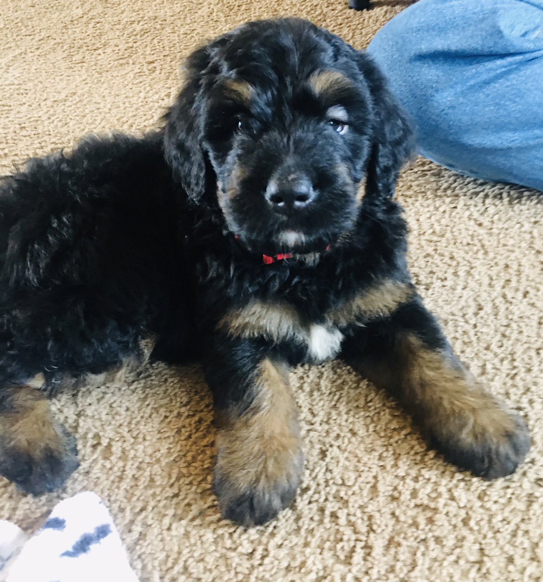 ajihlen's tweet photo. Happy Puppy Day from Kirby!  #sunrisers #NationalPuppyDay https://t.co/De6gdYPoB3