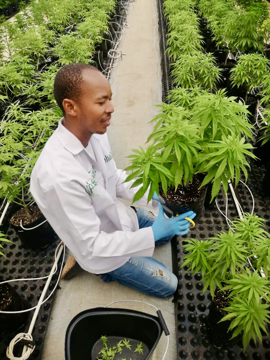 Meet Samuel, one of MGMC Lesotho's incredibly talented growers!

His full name is Sehloho Samuel Mabusetsa but he is fondly known around the farm as Sam. He is one of the most naturally gifted growers we have ever encountered!

#cannabis #africarising