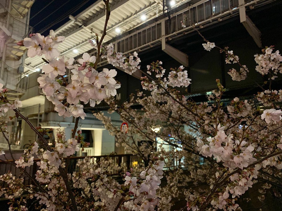 としお V Twitter 会社帰りの目黒川の桜 中目黒駅近く どの居酒屋 も外から見て明らかに満席 狭い座席で密です 皆の気の緩みが分かり易いw Sakura 桜 中目黒 Nakameguro