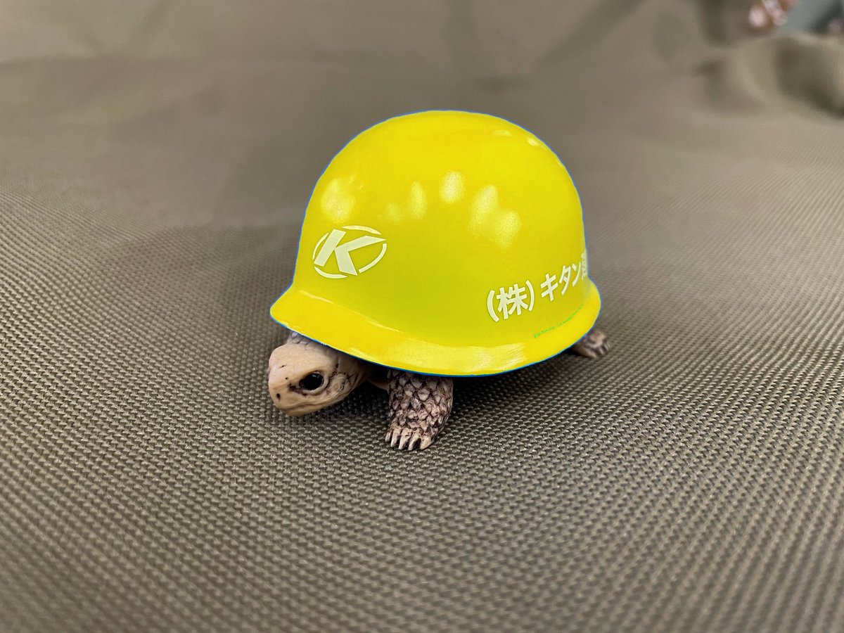可愛いヘルメットカメ