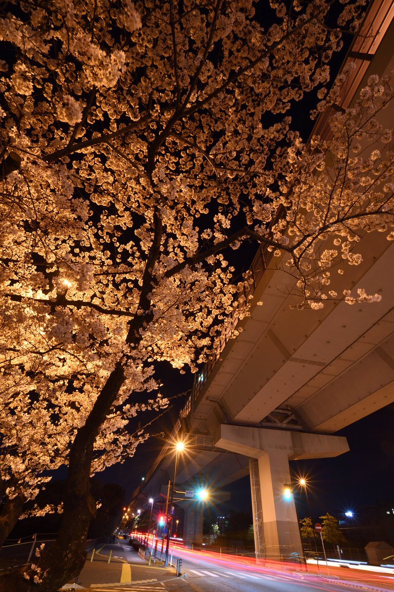 全国で最も早く満開宣言が出ました福岡市、近所の夜桜を見てきました

#桧原桜