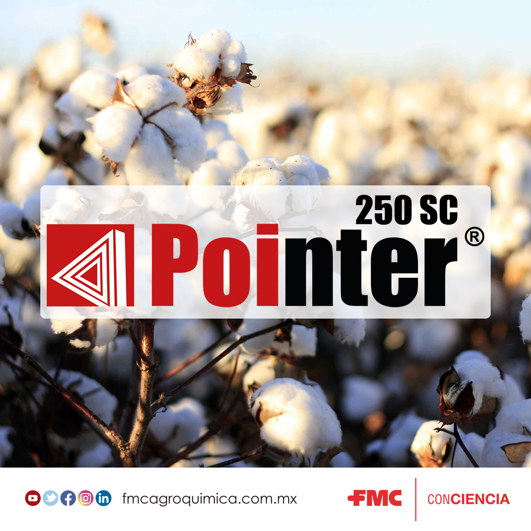 Combate la pudrición texana con Pointer🤠👍, la #SoluciónConCiencia que tu cultivo de algodón necesita, gracias a su efecto preventivo y curativo.😉
