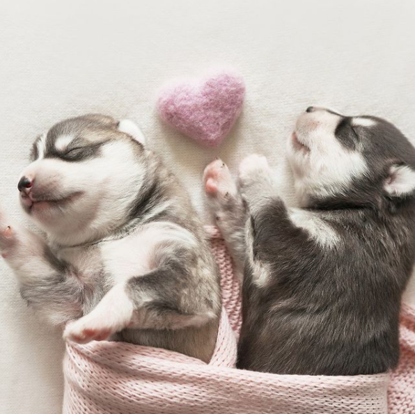 ubeequee's tweet photo. Happy #NationalPuppyDay! Here is a picture of a pair of 1 day old Husky pups. We challenge you to find a cuter pic. 🐶🐶😍

#dogsoftwitter #dogs #puppies #puppylife https://t.co/UlXMpbiNbA