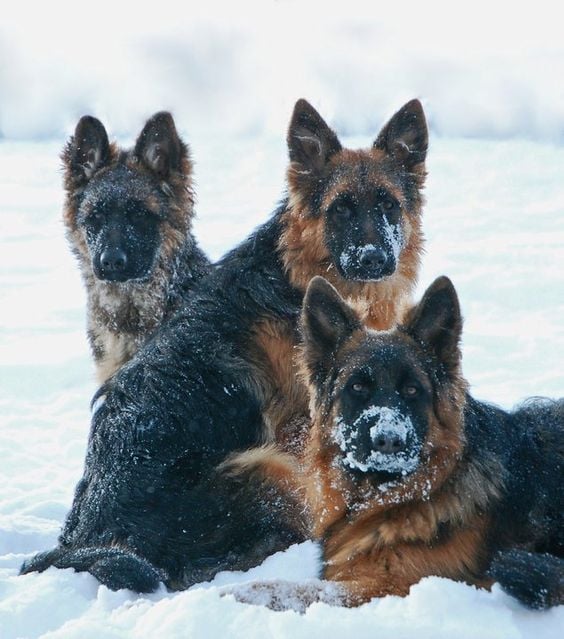 Look at these beauties! 😍😍

 📸 German Shepherd
facebook.com/GermanShepherd…

 #germanshepherd #germanshepherds #germanshepherdpuppy #germanshepherdpup #germanshepherddog #gsd #gsdofinstagram #gsdpuppy #gsdlife #gsdlove #germanshepherdsofinstagram #germanshepherdpuppies