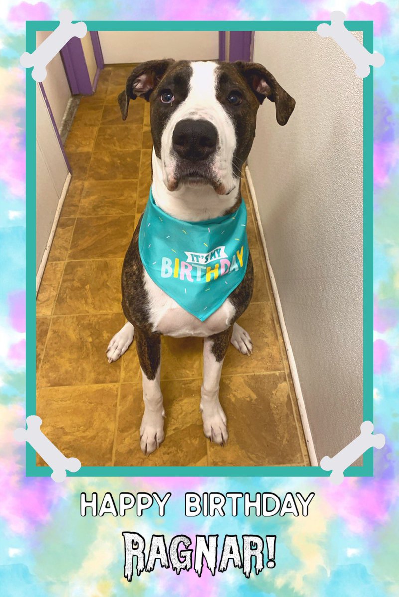 ClassyClipNY's tweet photo. 🍰 Happy Birthday to mister Ragnar today! 🎈 https://t.co/OIFJ4gnvJ3