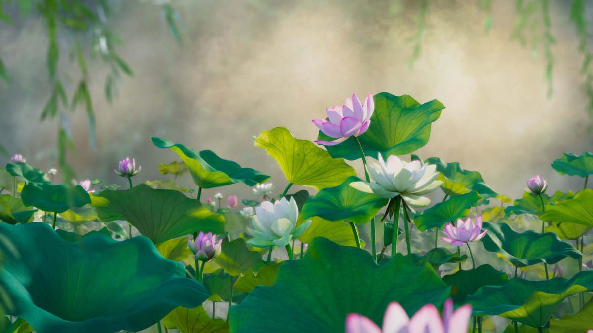 vc_caitlin's tweet photo. This is a #3D  model of a lotus flower made by #blender.

https://t.co/3KJZPW6wmz

#3d #blender #3dmodeling  #3dmodel  #blendercommunity 
#art #artwork #3dart #3dartist #digitalart #artist #realistic #Plants #Flowers https://t.co/Zkq77rL7KI