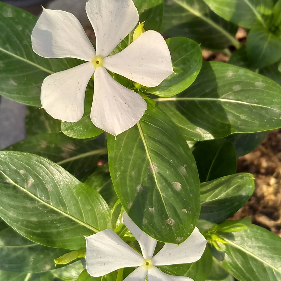 _thegreenthumb's tweet photo. My plants are in a full bloom mood.

#bloom #flower #flowerphoto #flowerphotography #plantbloom https://t.co/sfsAKm2EYp