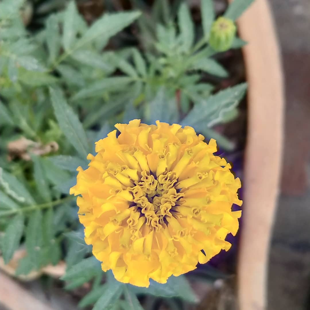 _thegreenthumb's tweet photo. My plants are in a full bloom mood.

#bloom #flower #flowerphoto #flowerphotography #plantbloom https://t.co/sfsAKm2EYp