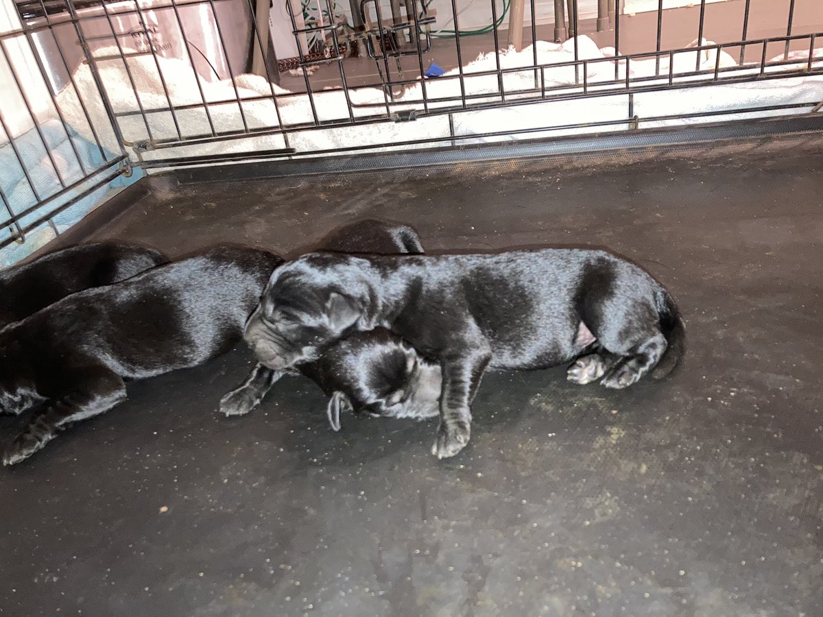 nicolascday's tweet photo. Just ignore the bad joke and focus on the PUPPIES!!!!!!!!
#labradorretriever #labpuppy #puppies #kidsandpuppies #dadlife #dadjoke #writingjoke #christianwriter #christianauthor https://t.co/v3gMK1w9XU