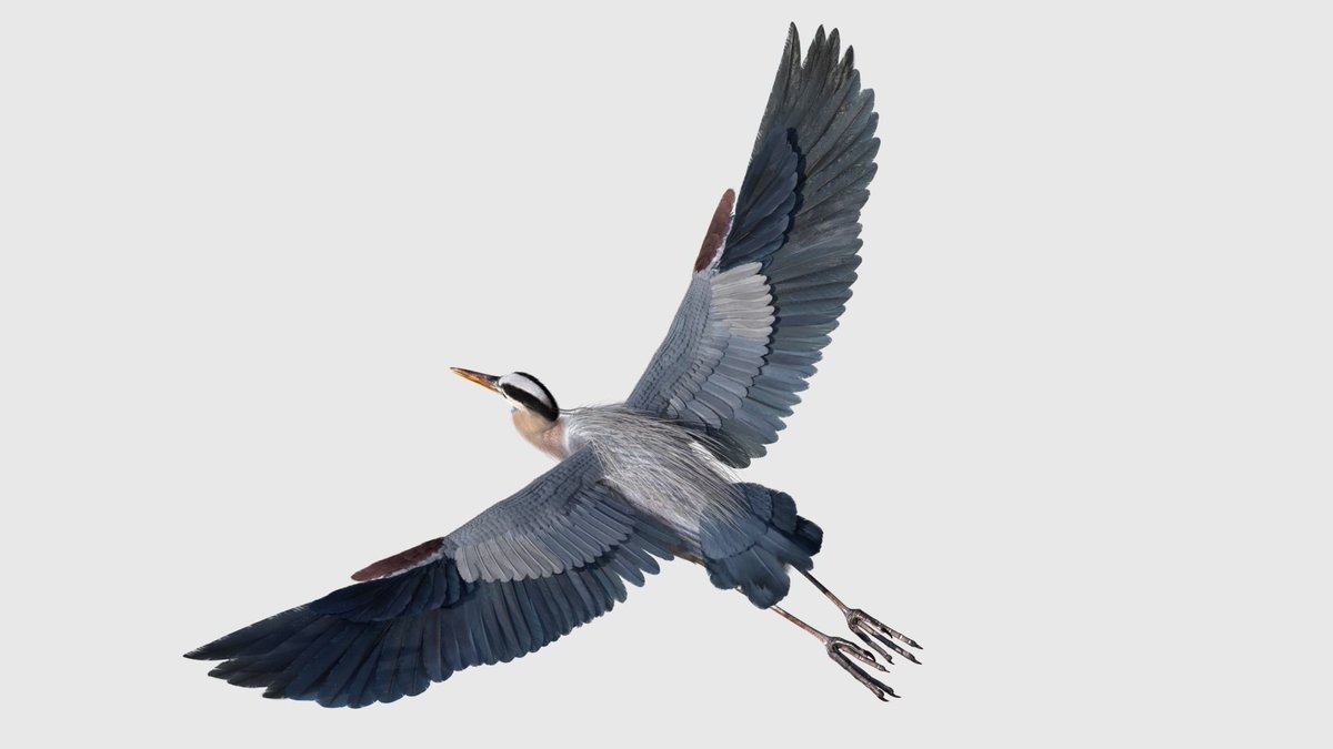 DavisDuke7's tweet photo. Ardea herodias #3D #model
Blender+cycles
https://t.co/pFVAfWRjUW
https://t.co/YNEAS52Z7r

#3d #blender #3dmodeling #3danimation #3dmodel #animation  #blendercommunity #B3D
#art #artwork #3dart #3dartist #digitalart #artist  #design #rendering https://t.co/tdAf5zp66g