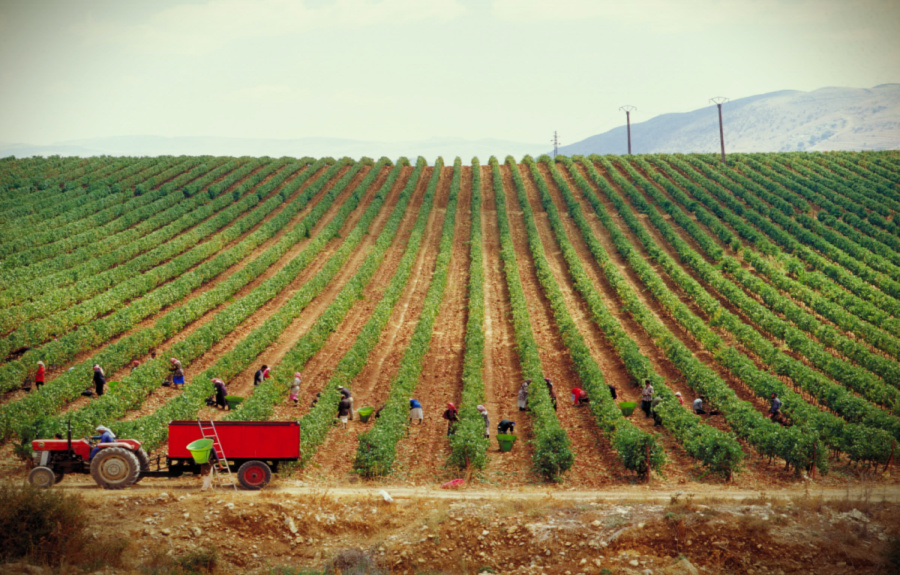 Liban, terre de vin Un texte de Jean Chouzenoux sur SamyRabbatPointCom À lire ici --> bit.ly/3tLgGO3