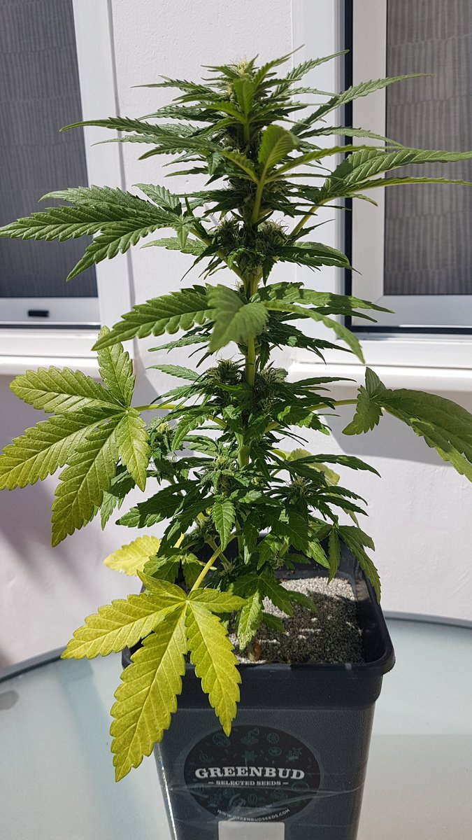 Sophie_MJ's tweet photo. ENAMORADA DE @GreenbudSeeds @Apez140 @INMAQ16 @GiftsGreenwood 😍❤😍❤😍❤

Flipar con #Spitefire🔥🔥🔥
Fuera de temporada y en 3.5L

OS LA SUPER RECOMIENDO PARA TEMPORADA🌱☀️

✔Si quereis Semillas GreenBud escribirme MD📩y os enviaremos regalo extra🎁😎😘

#LaSofiJardinera👩🏼‍🌾🙌🏼 https://t.co/0mmYG24jW2