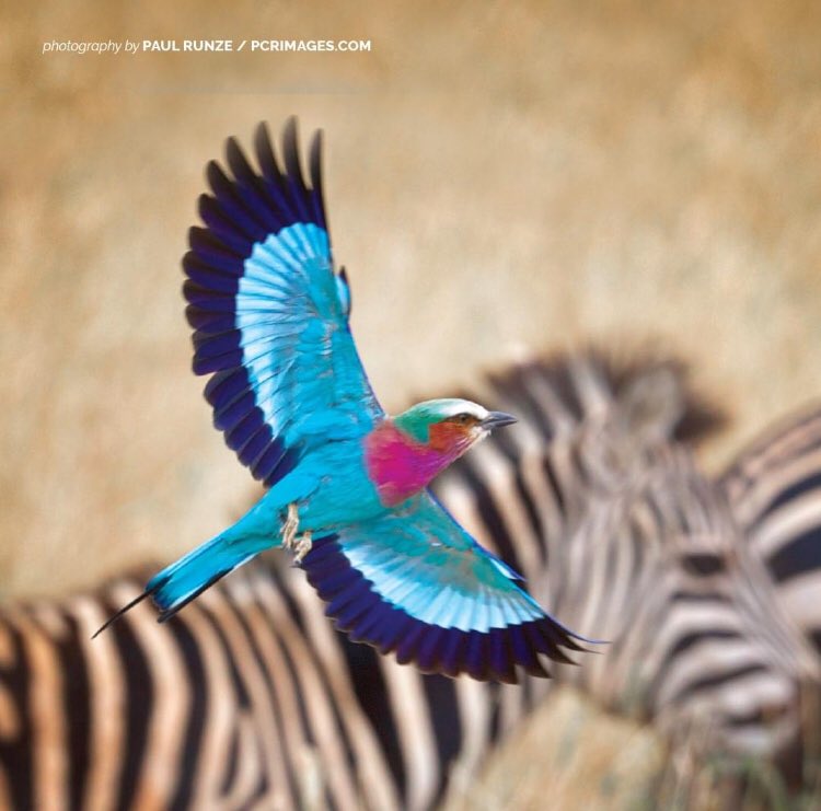 CarterSafari's tweet photo. You don’t have to be a birder to fall in love with this gorgeous fella! #birding #naturelovers #birdwatching #safari #AWFsafaris https://t.co/MJz6Ru4CbC
