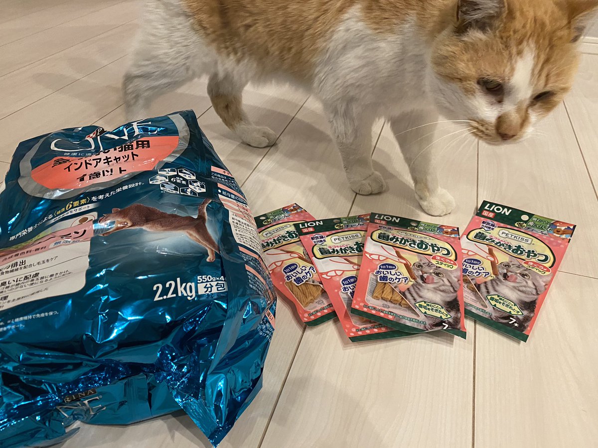 ゆうのり on Twitter: "もりーさん@motomorrino 猫万次郎に飯と歯磨き - 猫
歯磨き おやつ