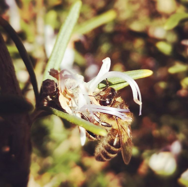 ontanonbodegas's tweet photo. Alrededor de nuestros viñedos, algo nos dice que la primavera ya llegó...
Around our vineyards, something is telling us that Spring is here...

#ontañon #Ontanon #ontañonfamilia #riojawine #rioja #riberadelduerodo #ruedado #spring # primavera https://t.co/dpvF4ICJrZ