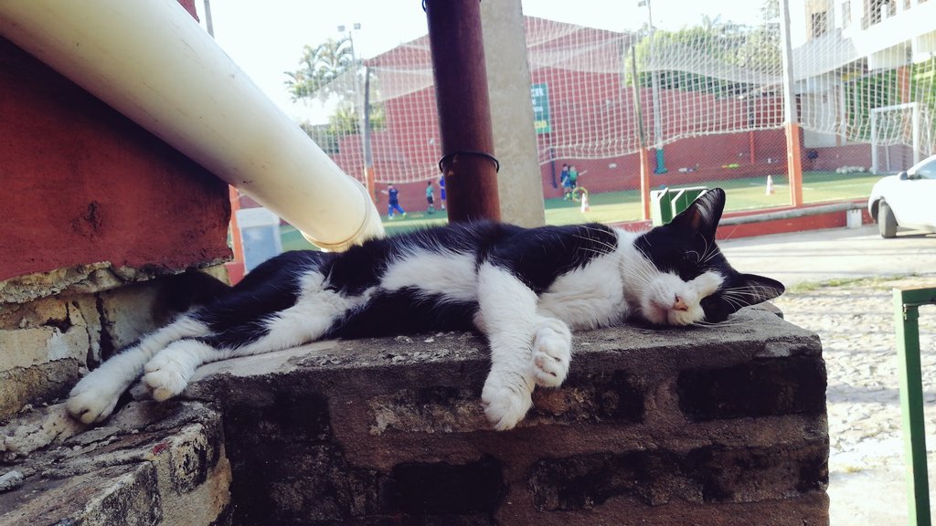 FerjoSilva's tweet photo. il dolce far niente #Challow https://t.co/VdgcHpaSUG