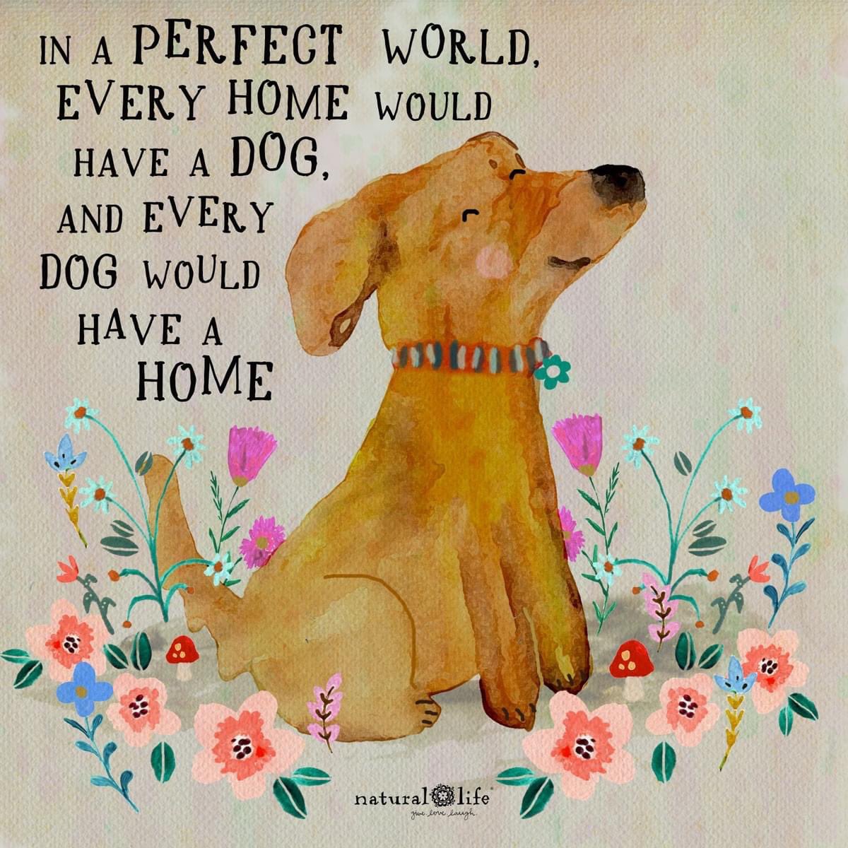 Happy #NationalPuppyDay 🐶 a good day to focus on the beautiful beings that fill our world. ☮️ ❤️