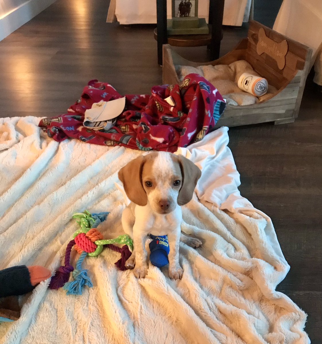 nd1504's tweet photo. Our sweet baby Beau wishing everyone a #happynationalpuppyday #wmur #nhchronicle @ErinWMUR @LemonBeagleBeau https://t.co/d4VZdzQ1R4