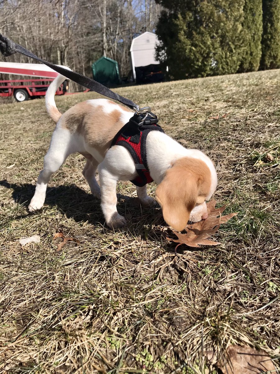 nd1504's tweet photo. Our sweet baby Beau wishing everyone a #happynationalpuppyday #wmur #nhchronicle @ErinWMUR @LemonBeagleBeau https://t.co/d4VZdzQ1R4