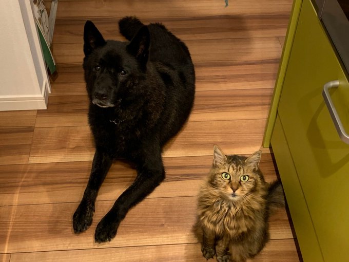 忠犬 高画質 のtwitterイラスト検索結果 古い順