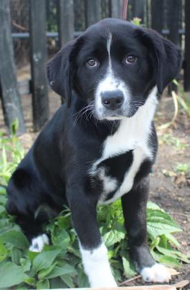hcaccadoptions's tweet photo. NATIONAL PUPPY DAY 🐾 🥰

We’re not immune to those puppy dog eyes, but we’d love to see them find their furever families!

Check out our adoptables: https://t.co/KwSomh9kDn

To schedule an appointment, email shelter@horrycounty.org or call 843-915-5172.

#NationalPuppyDay #HCACC https://t.co/dYYiBJeV6g