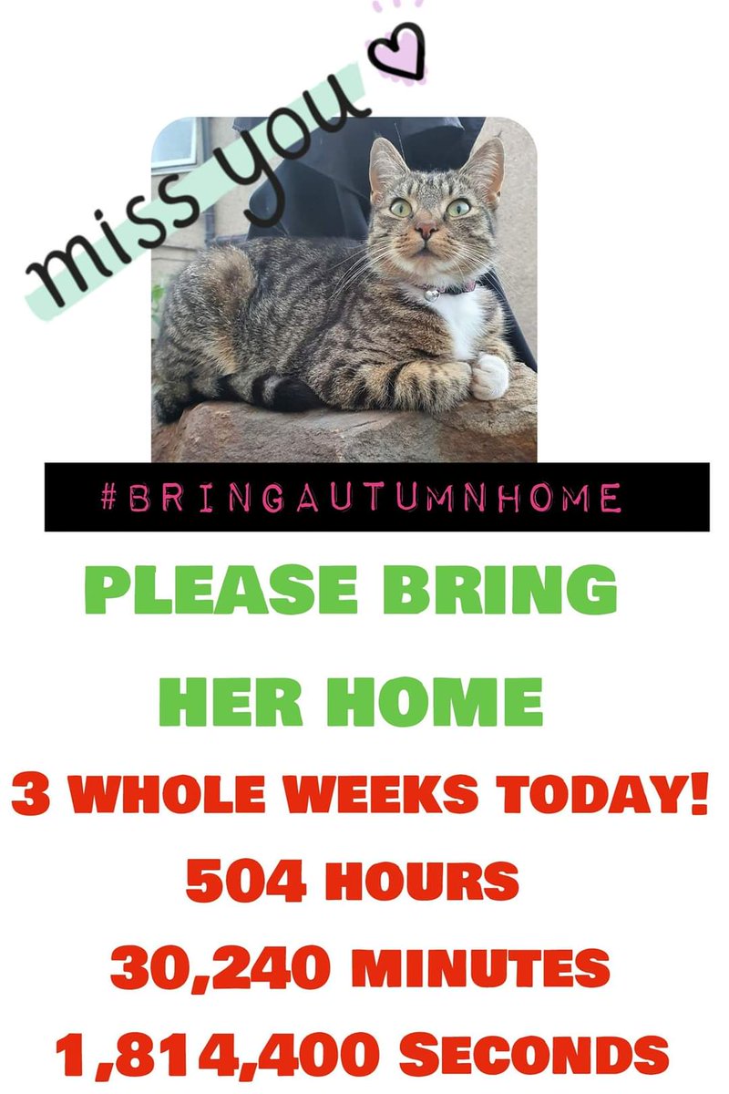 MissingPetsGB's tweet photo. #findAutumn https://t.co/kMrR9s3jko