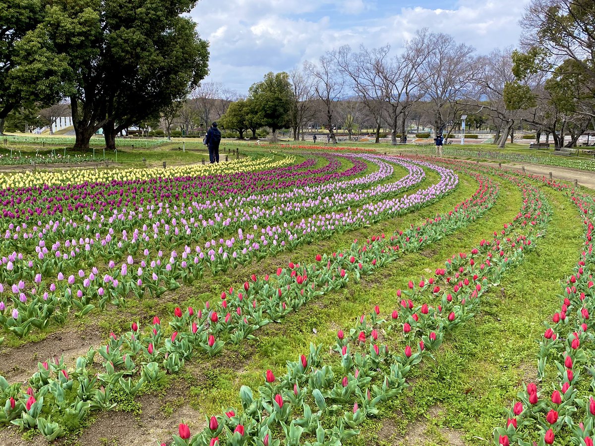 Enjoy Expo 万博記念公園チューリップ畑 見頃はもう少し先になりそうです Enjoy Expo 万博記念公園チューリップ畑 見頃はもう少し先になりそうです