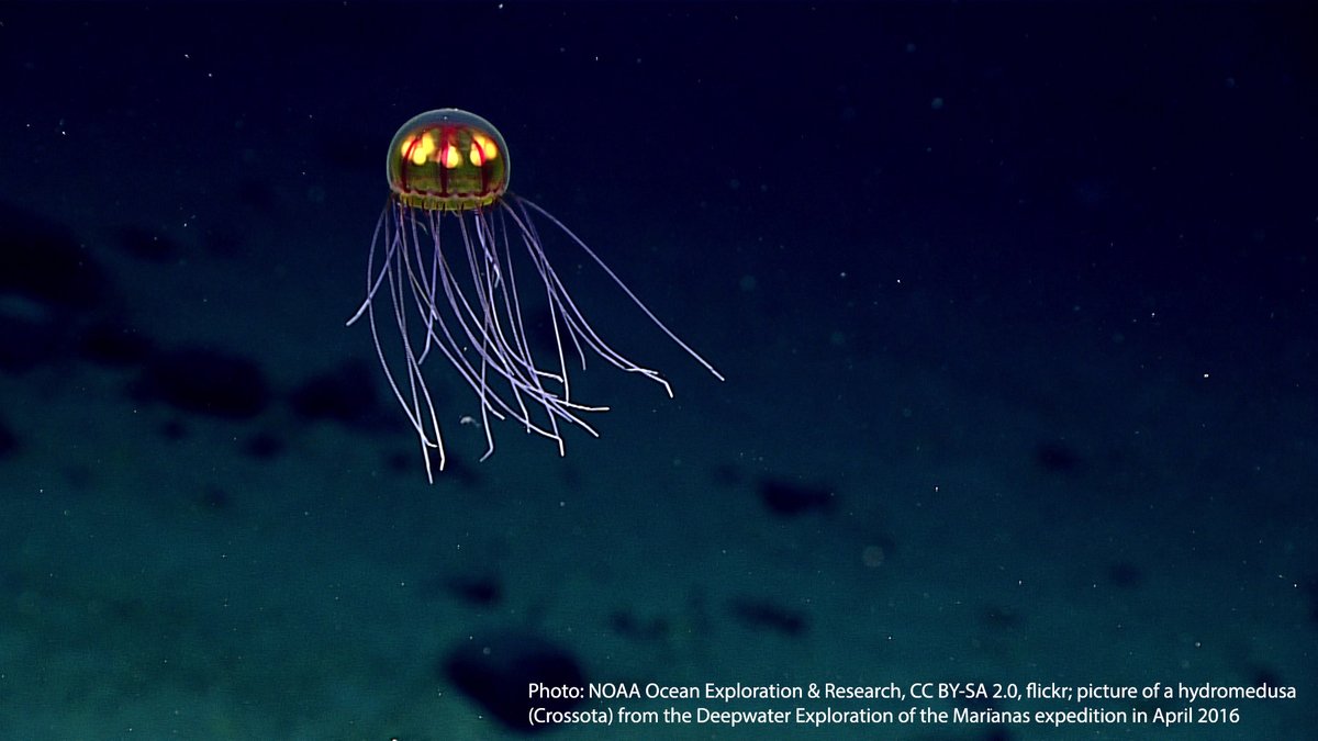 head on shot of a jellyfish floating in the deep ocean. the jellyfish appears small in size; it has a bulbous head that is translucent with a glowing yellow center and red streaks. It has tentacles hanging beneath its bell. THe background is dark blue.
