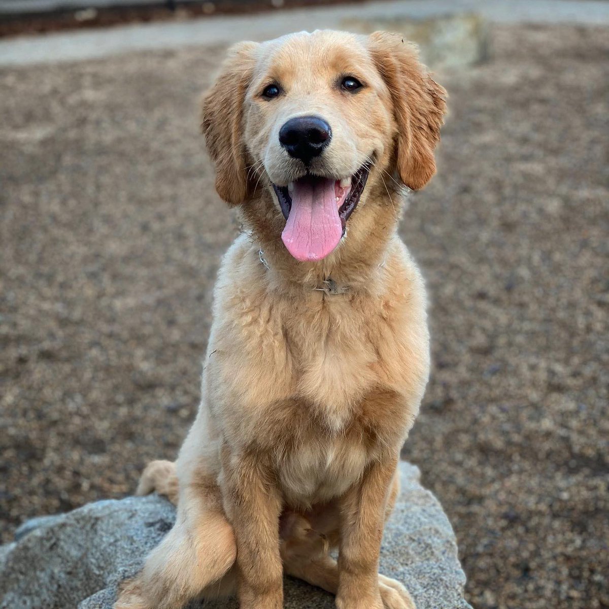 ptoporzycki's tweet photo. @OnlyInBOS This is Apollo. Happy #TongueTuesday https://t.co/h6eRLaqNEP