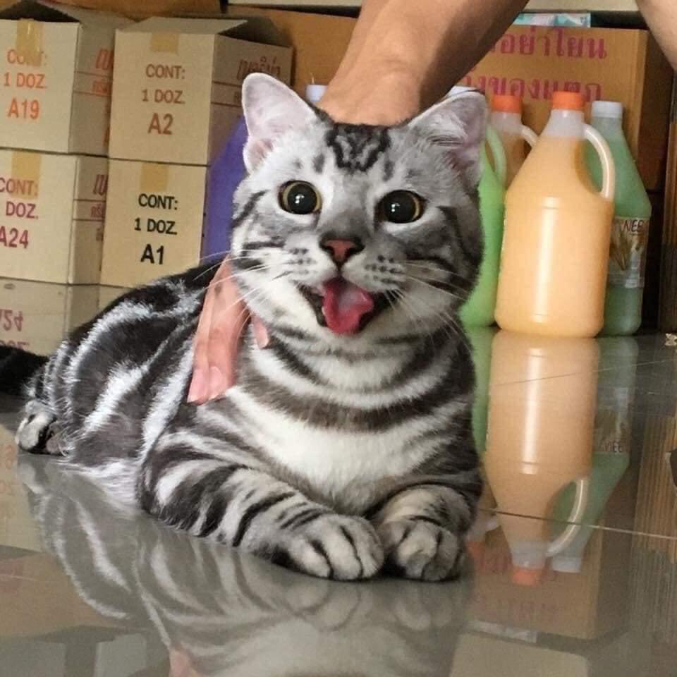 IsskndarAriffin's tweet photo. Lawa gila bulu dia https://t.co/YPzc1bICH8