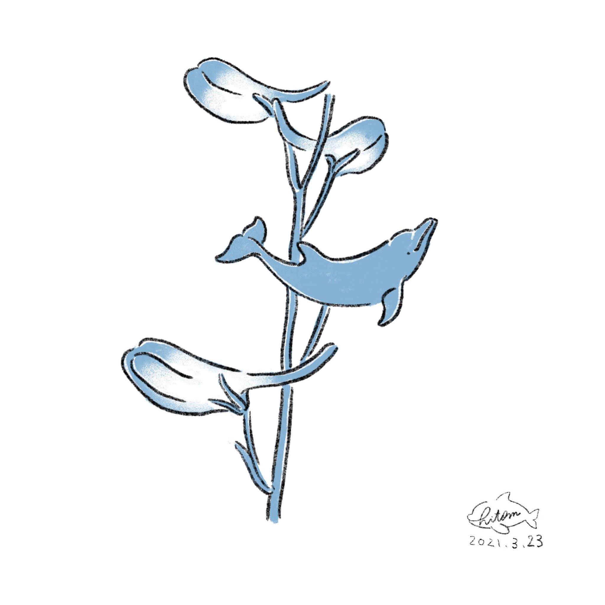 Uzivatel あらたひとむ Na Twitteru 3月23日の誕生花はデルフィニウム ギリシャ語でイルカという意味で つぼみ の形がイルカに似ているところにちなんでつけられました 英語での花言葉はfun 楽しみ 花の色もブルーでなんともイルカっぽいですね あらたひとむ