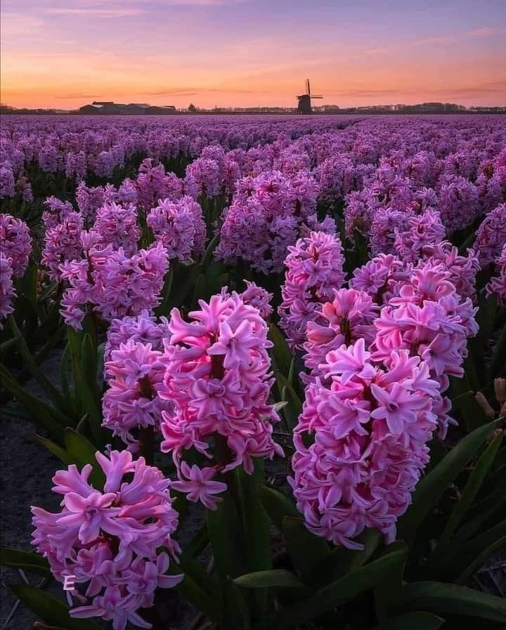 OnlyNatureplace's tweet photo. Beautiful ❤💜❤ https://t.co/tFkp8lLM0T