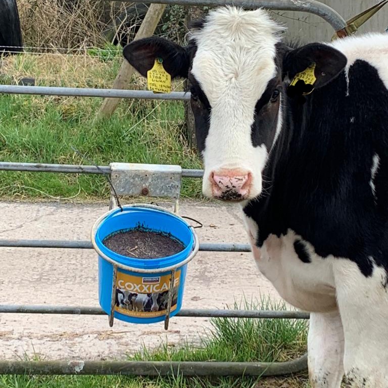 UniblockIe's tweet photo. Been struggling with post-weaning disease in your calves? 🐄
Our Coxxicalf Lick Bucket is a brand-new anti-coccidia bucket which also provides full mineral supplementation at grass!
Learn more here : https://t.co/ZQA9X2mz0d #Farming #Uniblock https://t.co/K7fYPtK2uN