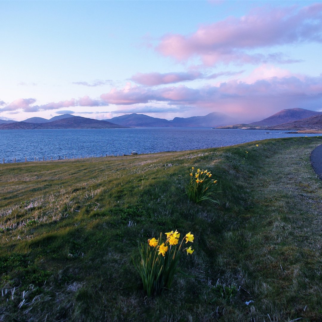 the_maccessori's tweet photo. When you see the #daffodils at the side of the road, it just lifts the mood. Spring is here - lighter days, warmer temperatures (hopefully). Scotland really is beautiful in Spring.
*Our Saffron Small Crossbody bag is also beautiful in Spring ๐.
#ScotlandinSpring #Maccessori https://t.co/vZw2EL4tw8
