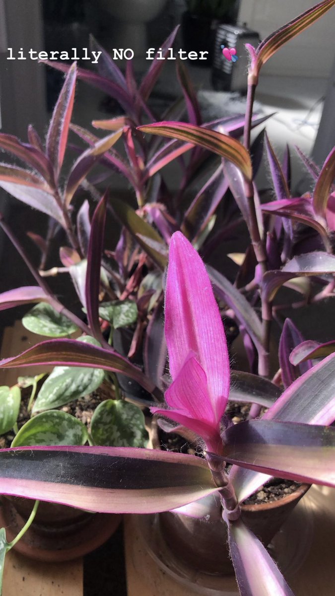 HeyLittleLeaves's tweet image. Variegation is better when it’s pink 💘🥺