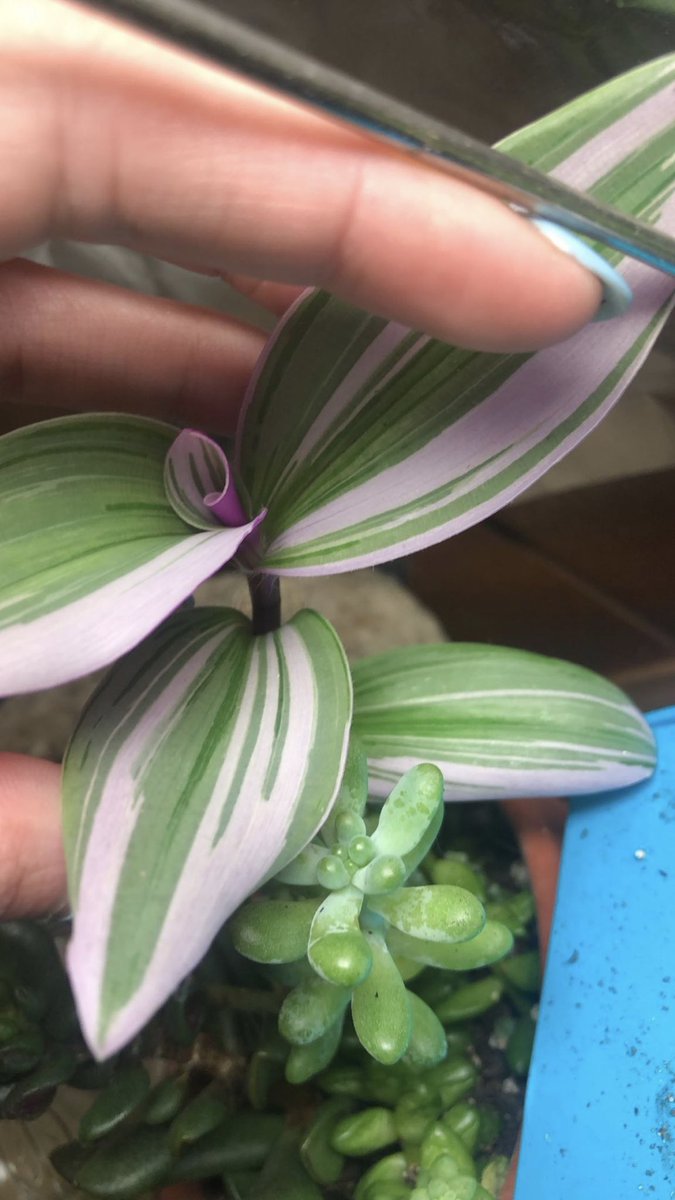 HeyLittleLeaves's tweet image. Variegation is better when it’s pink 💘🥺