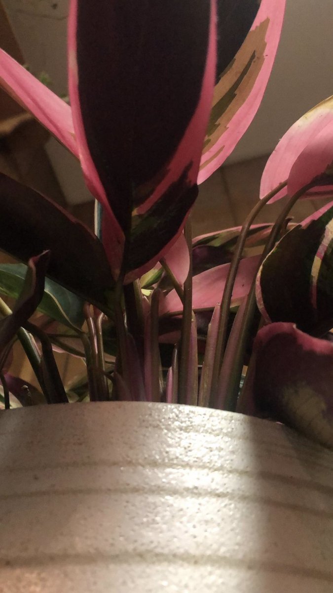 HeyLittleLeaves's tweet image. Variegation is better when it’s pink 💘🥺