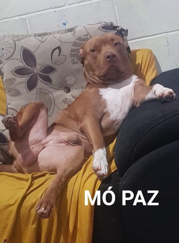 eu: "vou pega um Pitbull pra proteger a casa"

o pitbull protegendo a casa: