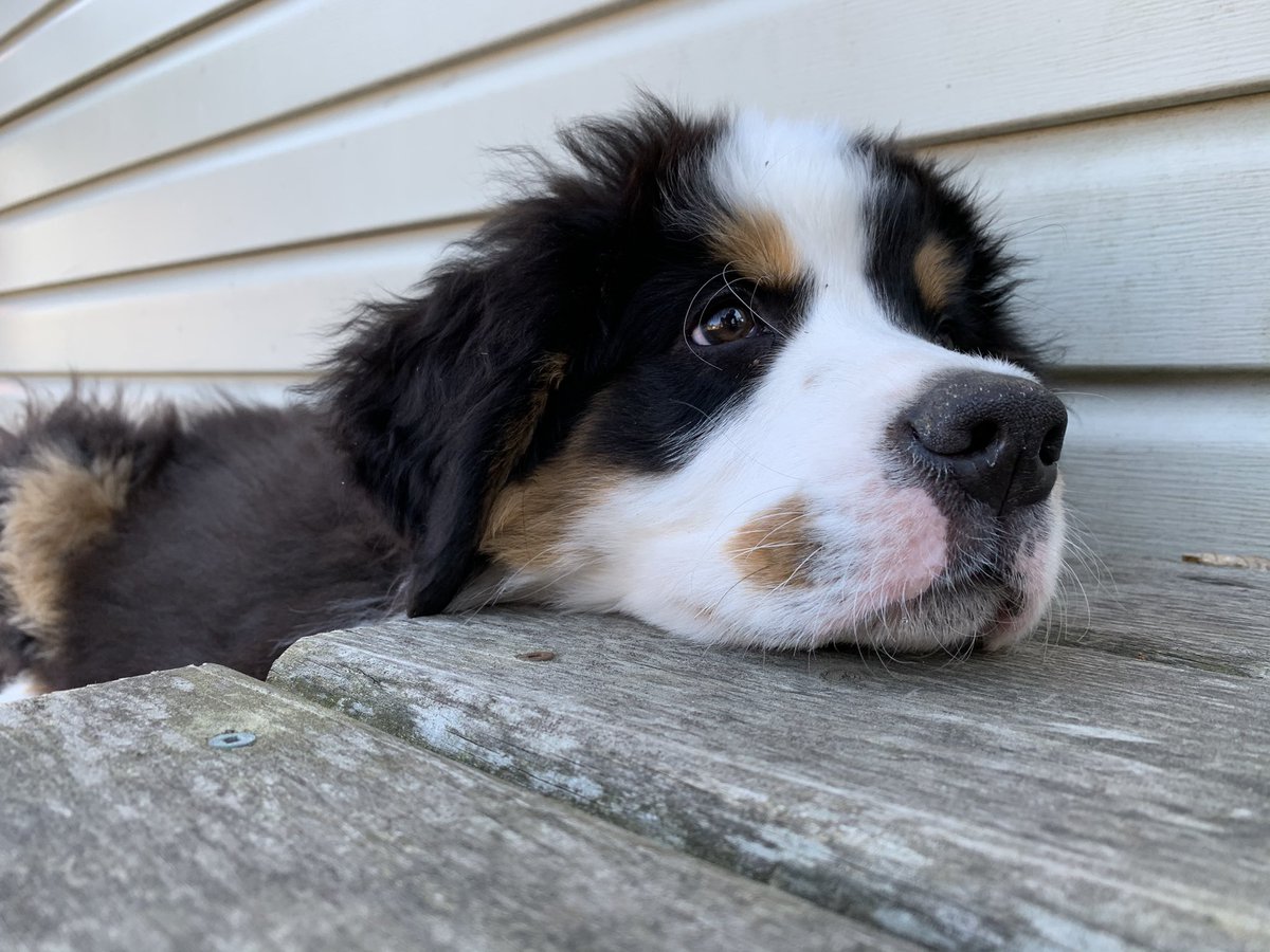 MichaelADurrant's tweet photo. Happy puppy day from Miss Money Penny and Charlie Brown

📷 @MichaelADurrant

#puppyday #puppyday2021 #bmd https://t.co/19kjZtA0Fc