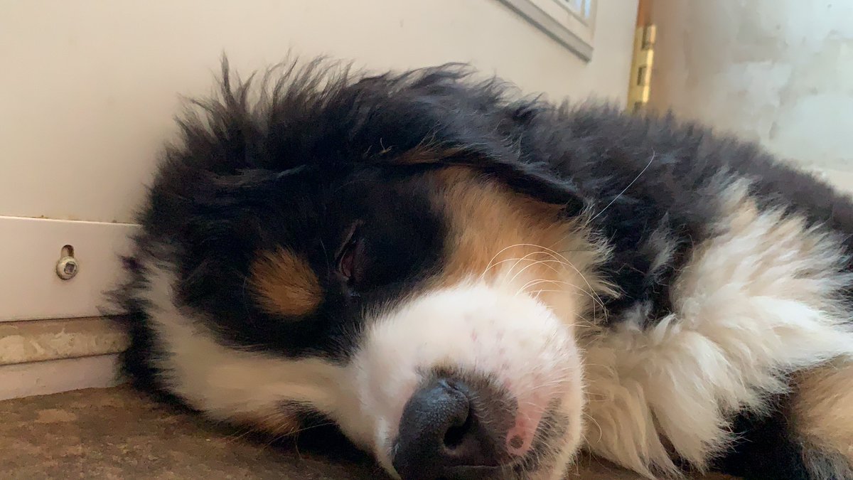 MichaelADurrant's tweet photo. Happy puppy day from Miss Money Penny and Charlie Brown

📷 @MichaelADurrant

#puppyday #puppyday2021 #bmd https://t.co/19kjZtA0Fc