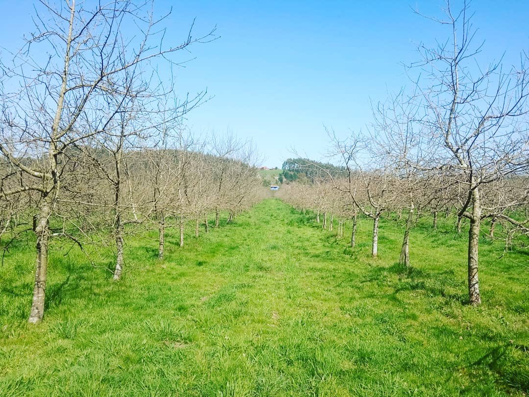EMBrutnature's tweet photo. Seguimos trabajando en los últimos días de la #podadeinvierno una de las labores más importantes dentro de la #Pomarada por su impacto en desarrollo de nuestros #Pomares 🍎🍏
La #poda ✂️de #invierno en nuestra #fincaSanJusto #mejorPomarada2015/16/17/18 🍎🍏🍏 https://t.co/2D8aTULkLi