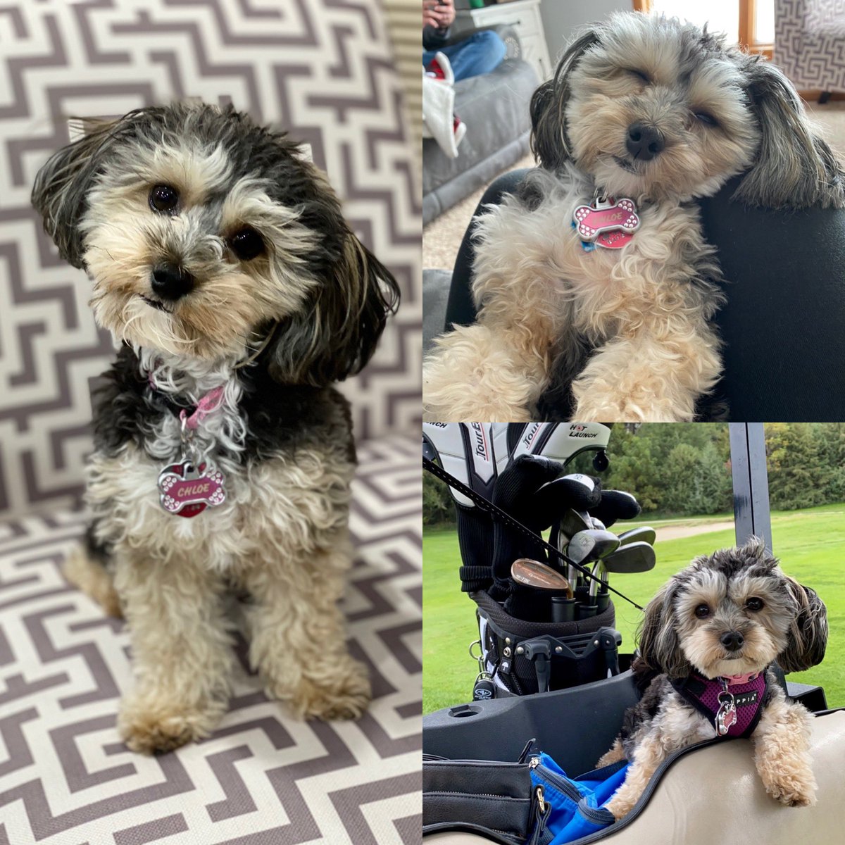 tonyaoswald's tweet photo. Happy National Puppy Day to our sweet, Chloe Rae!! We love you so much and you’re the sweetest!! 🐾💗🐶 #chloerae #nationalpuppyday https://t.co/tMtkSzVSxs